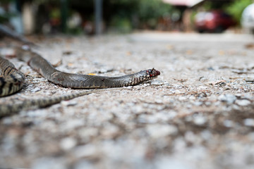 Banded rat snake head which die and bleeds after defeat from the fight. Injured snake and dead in the ground. snake die.