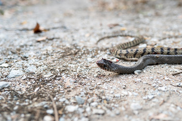 Banded rat snake head which die and bleeds after defeat from the fight. Injured snake and dead in the ground. snake die.