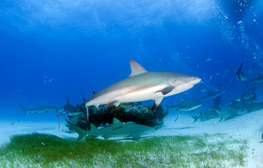 Obraz na płótnie Canvas Caribbean reef shark at the Bahamas