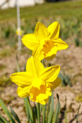 Yellow narcissus flower blossoming on a spring day. Single flower close up.