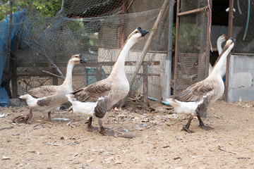 group gooses in farm, close-up