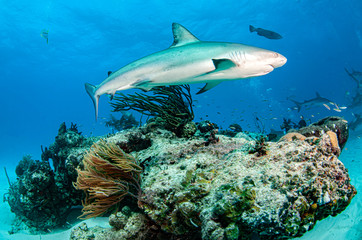 Caribbean reef shark at the Bahamas