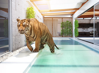 tiger in swimming pool - Powered by Adobe