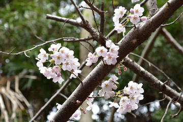 日本の春の美しい桜の花