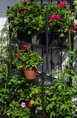 Fototapeta na wymiar Beautiful green wall with lots of different hanging plants and other flowering plants as fuchsias, pelargonium and busy lizzywith shabby chic decoration in a secluded garden Patio in the sunshine