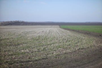 Fototapeta na wymiar mown wheat field in early spring