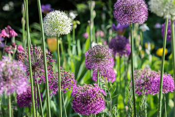 Obrazy na Szkle  Piękne fioletowe i białe Allium w ich naturalnym środowisku w wieloletnim ogrodzie przydomowym