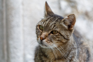 Nice cat found on the streets of Labin town, Istria, Croatia