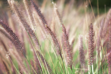 Purple needle grass flowers blooming  in nature garden on summer scenic breeze wild background
