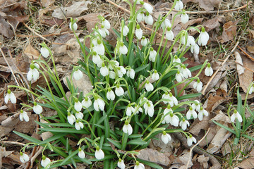 snowdrops in the forest in Vermont