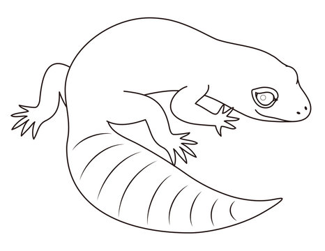 43 最適な レオパードゲッコー 画像 ストック写真 ベクター Adobe Stock