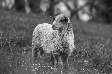  a lovely sheep with a very unfocused background