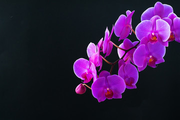 Fototapeta na wymiar Purple orchid branch on dark black background close up