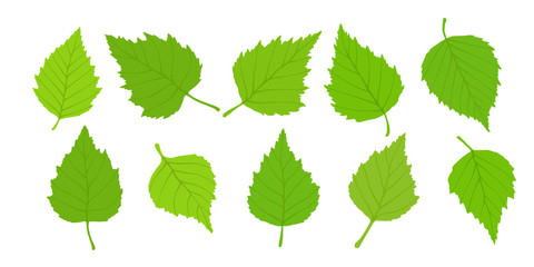 Obraz premium Birch leaves on a white background, spring background, vector illustration