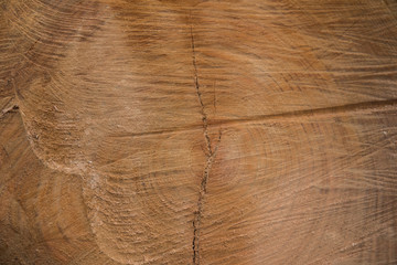 A sawn-off tree. The texture of the wood. Cross section of spruce and larch lumber. Close-up. - obrazy, fototapety, plakaty