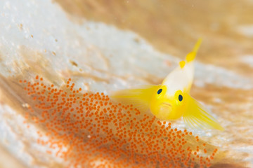 ナカモトイロワケハゼ