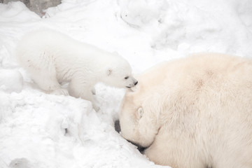 Little polar bear cub is biting its big bear