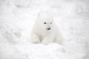 Obraz na płótnie Canvas Little polar bear cub in snow