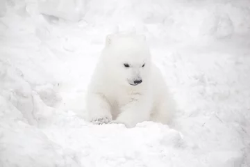 Rolgordijnen Little polar bear cub in snow © Ekaterina Shvaygert