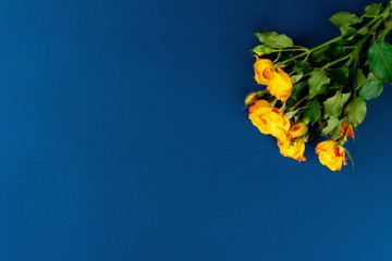 Fresh flower on classic blue background, copy space, top view