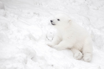 Obraz na płótnie Canvas Little polar bear cub in snow