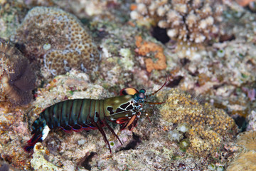 モンハナシャコ