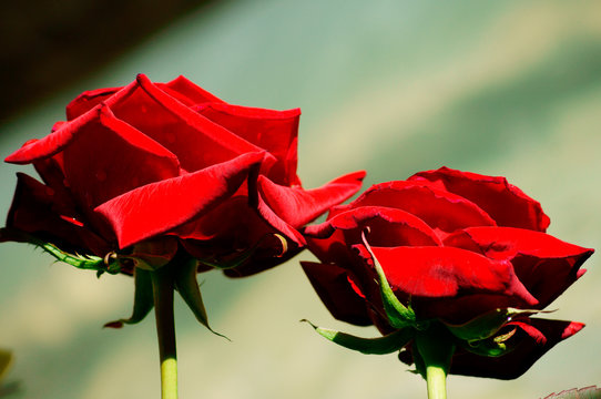 Rosa
