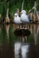 Herring Gull  in habitat. Her Latin name are Larus argentatus.