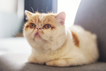 Cute yellow Exotic shorthair cat on sofa
