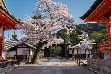 日本 京都 清水寺の桜と春景色