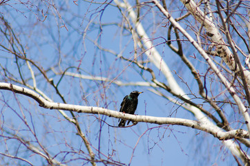 starling on a birch branch