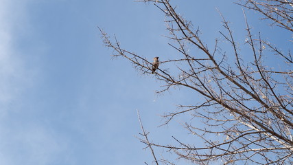 branches of a tree