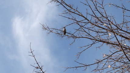 branches against blue sky