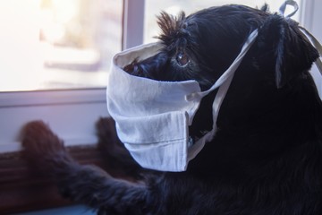 dog with medical mask confined looking out the window.