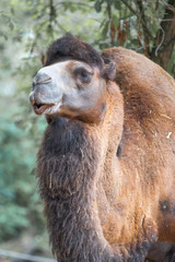 Obraz premium Bactrian camel (in german Trampeltier, Zweihöckriges Baktrisches Kamel) Camelus ferus