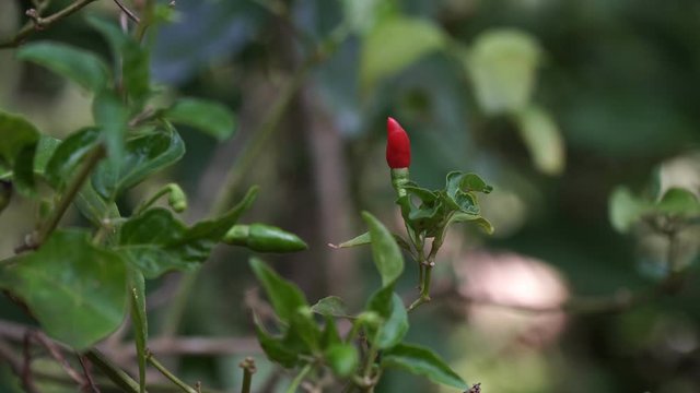Red little hot pepper grows on a bush. Hot chili peppers on a tree