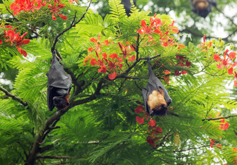 Fruits Bat at Guwahati city of India.