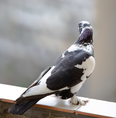 pigeons sitting on the windowsill