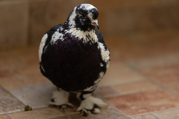 pigeons sitting on the windowsill