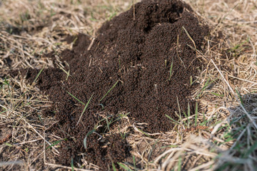 Anthill on dry grass in the forest on a sunny day