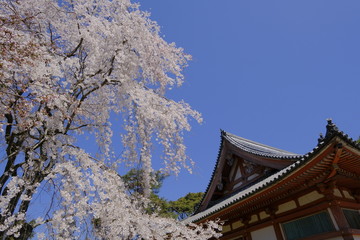 Fototapeta premium 京都 洛南の名刹 醍醐寺