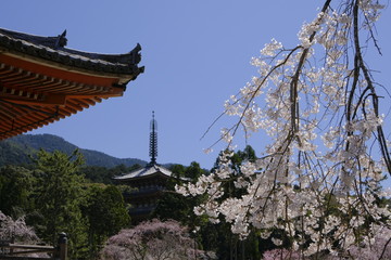 京都 洛南の名刹 醍醐寺