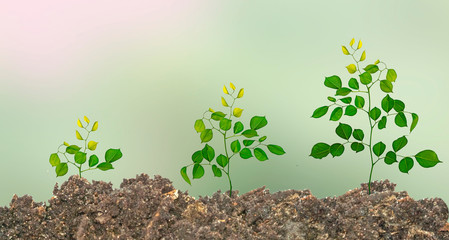 Close up of three Saplings