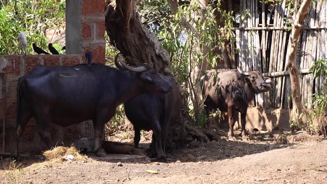 Buffalo on the farm. Bulls and buffalos in an Indian village