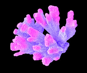 Coral isolated on black background © Dmitry