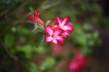 red flower in the garden