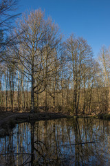 trockene Laubbäume vor einem kleinem See
