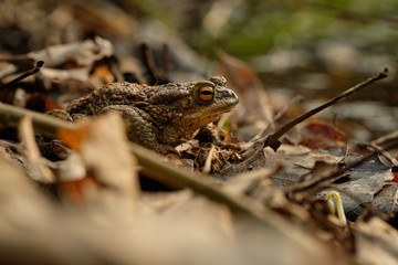 Common toad (Bufo bufo). Spring in the Czech Republic