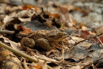 Common toad (Bufo bufo). Spring in the Czech Republic