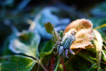 frost on the leaves